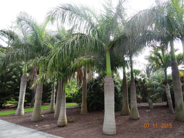 Jardín Botánico Canario