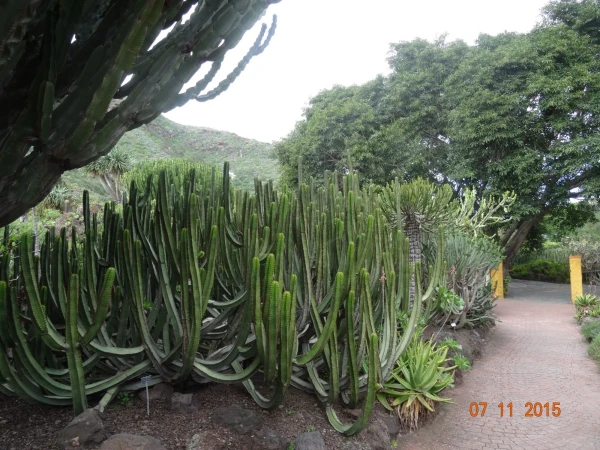 Jardín Botánico Canario