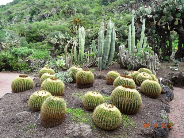 Jardín Botánico Canario