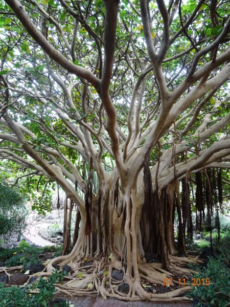 Jardín Botánico Canario