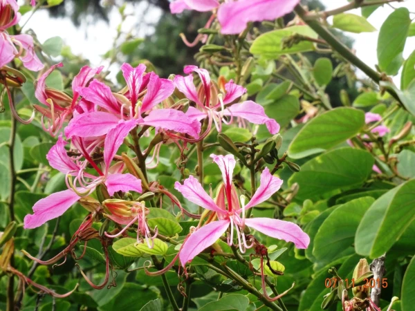 Jardín Botánico Canario