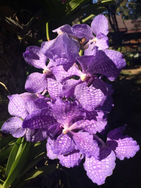 Mae Fah Luang Garden - сад цветов