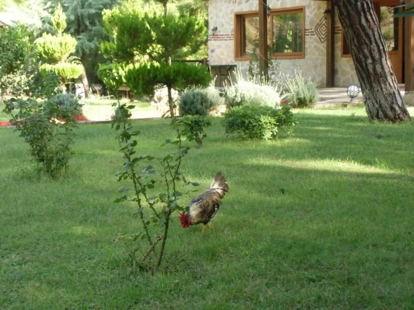 Ресторан Canyon Park (Кемер)