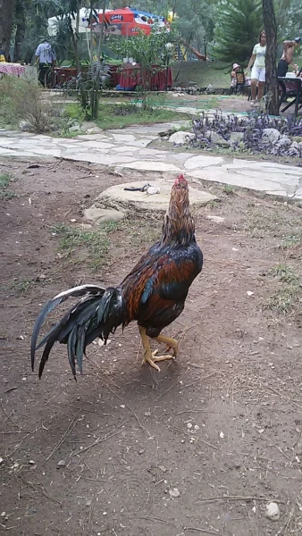 Красавцик 