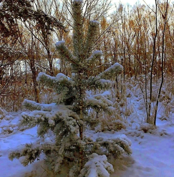 Елочки