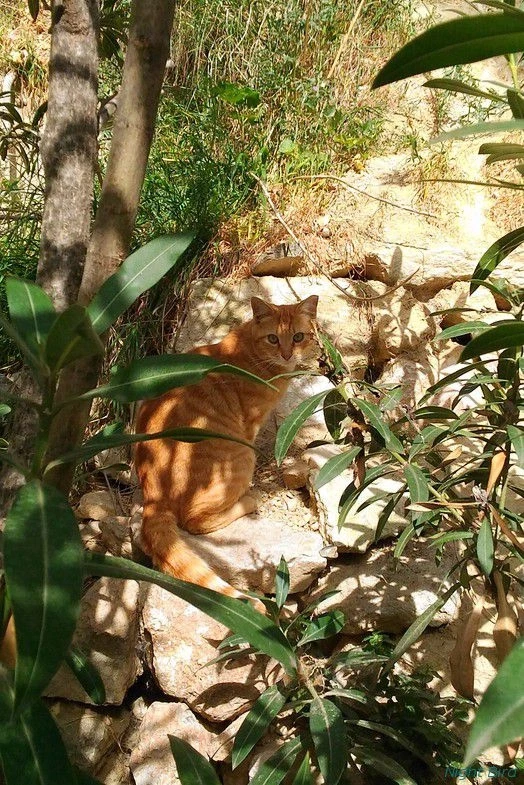 Кошка с Ликабет