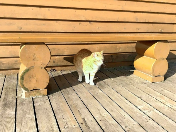 Балтийские янтарные коты)