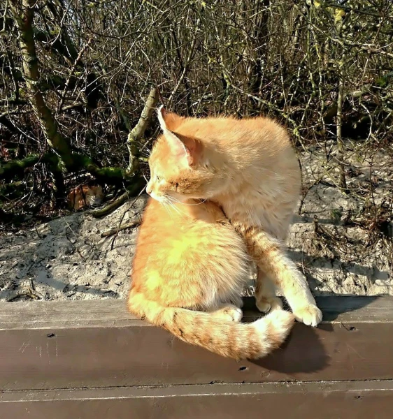 Балтийские янтарные коты)