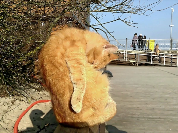 Балтийские янтарные коты)