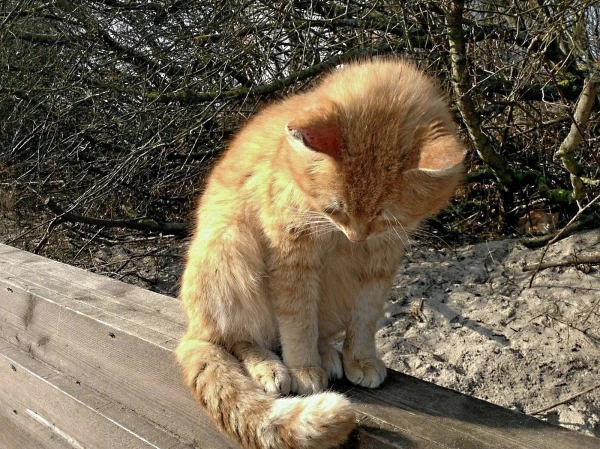 Балтийские янтарные коты)