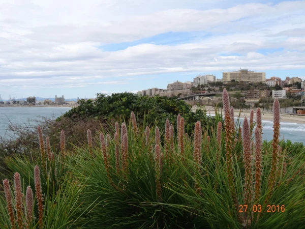 Punta del Miracle 