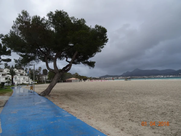 Platja d'Alcúdia