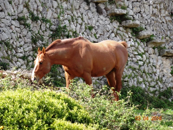 Randa