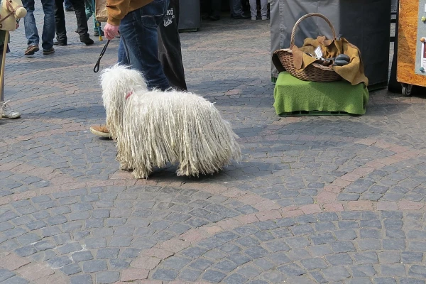 Бонн