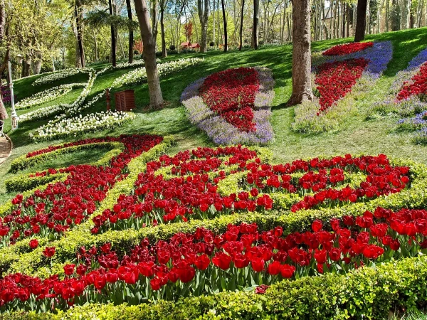 Весна, тюльпаны, любовь...