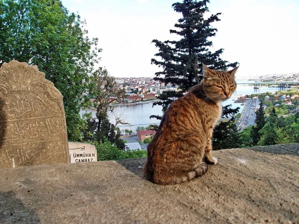 Путь с холма вниз проходит по дорожкам кладбища. Котяры тут знатные!
