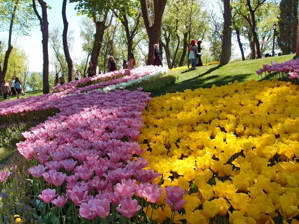 Тюльпаны Эмиргана