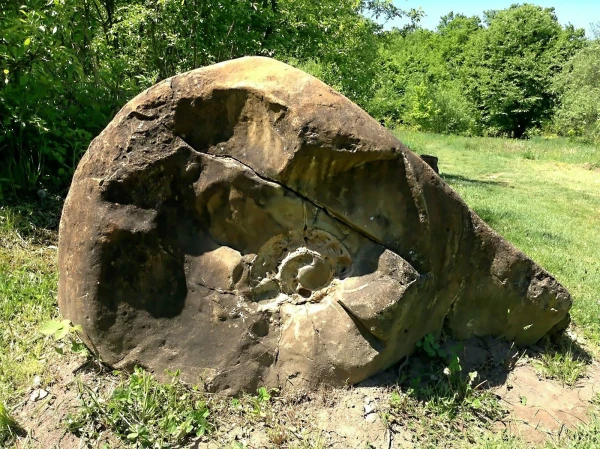Древний окаменелый моллюск-амонит