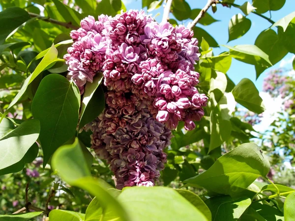 Сплошное АХ возле каждого куста…