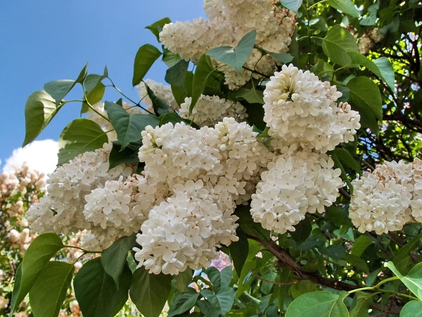 Сорт «Галина Уланова»