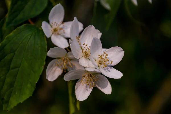Жасмин