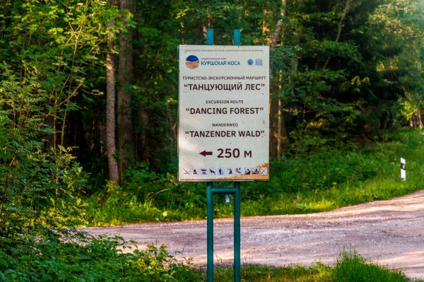 Куршская Коса. Танцующий Лес