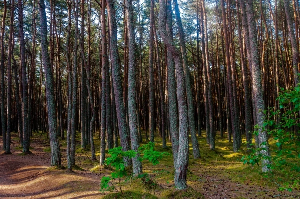Куршская Коса. Танцующий Лес