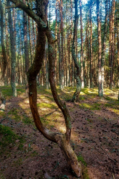 Куршская Коса. Танцующий Лес