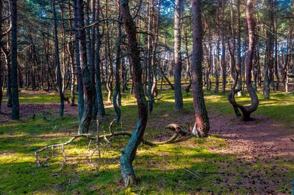 Куршская Коса. Танцующий Лес