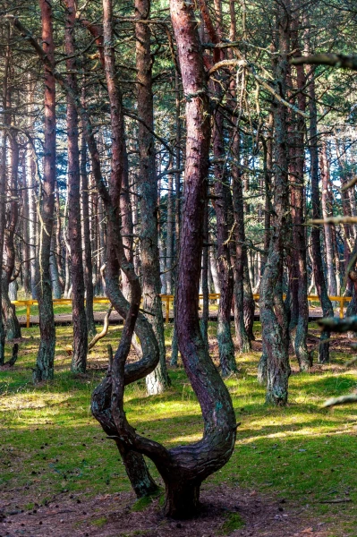 Куршская Коса. Танцующий Лес