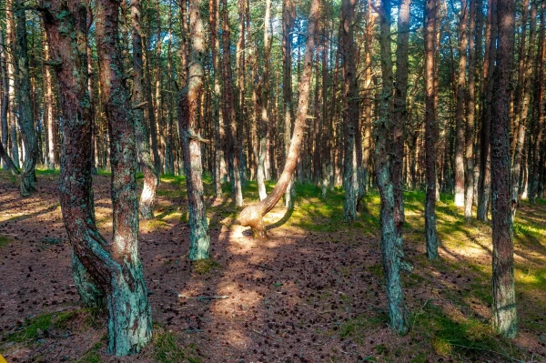 Куршская Коса. Танцующий Лес