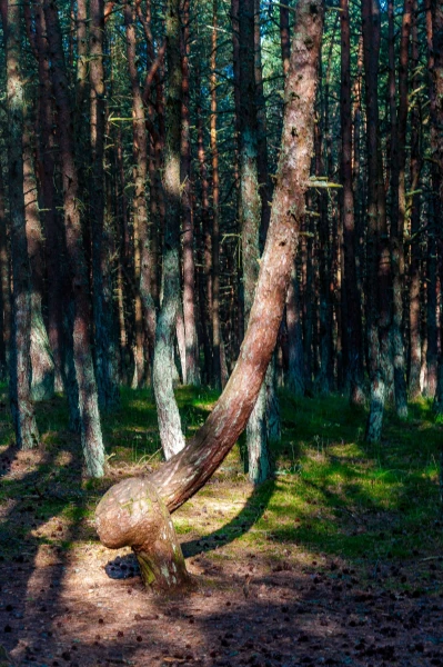 Куршская Коса. Танцующий Лес