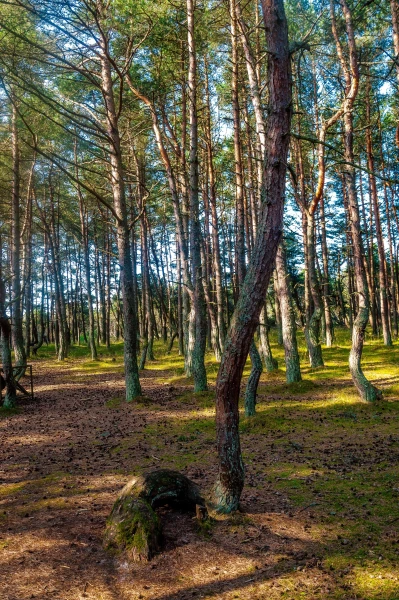 Куршская Коса. Танцующий Лес