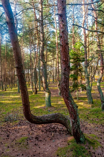 Куршская Коса. Танцующий Лес