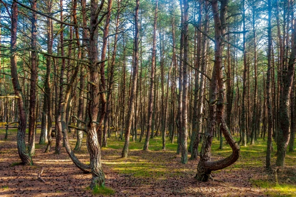Куршская Коса. Танцующий Лес
