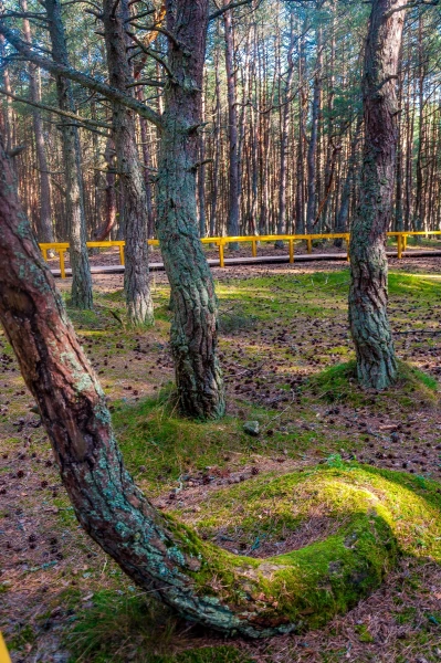 Куршская Коса. Танцующий Лес