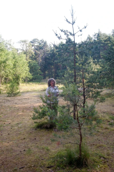 Куршская Коса. Танцующий Лес