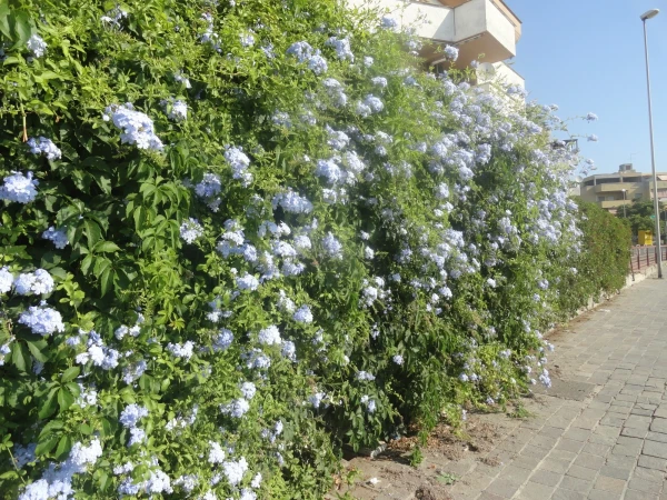 улочки
