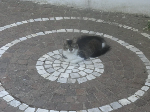 сосед