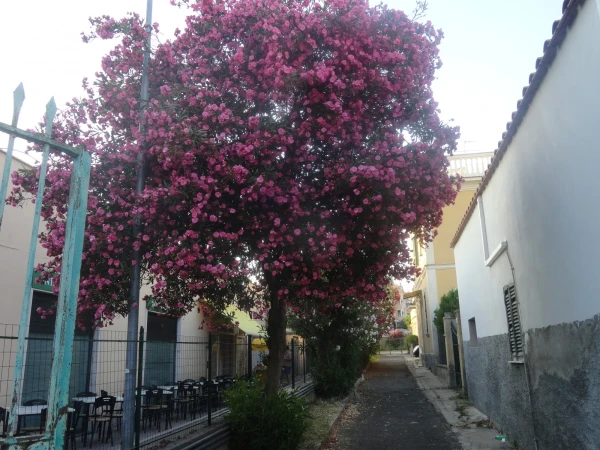 улочки