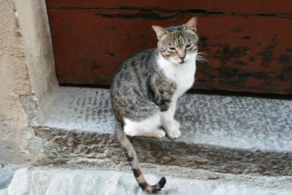 а тут коты не черные!