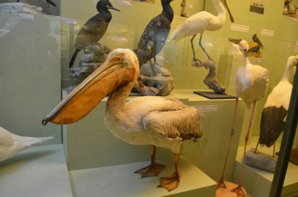 Национальный музей естественной истории (Museum National History)
