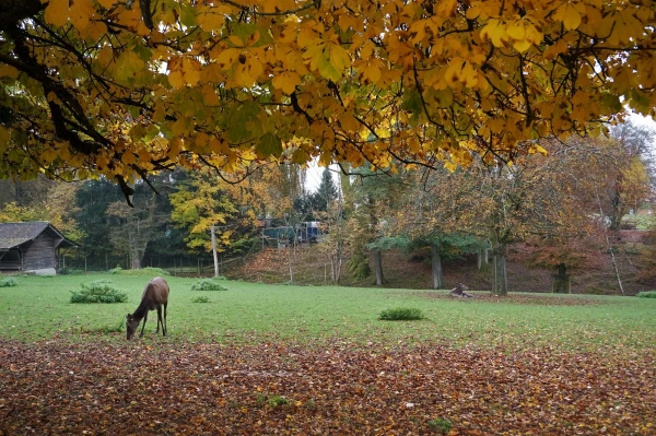 Парк животных Wildpark Heitern