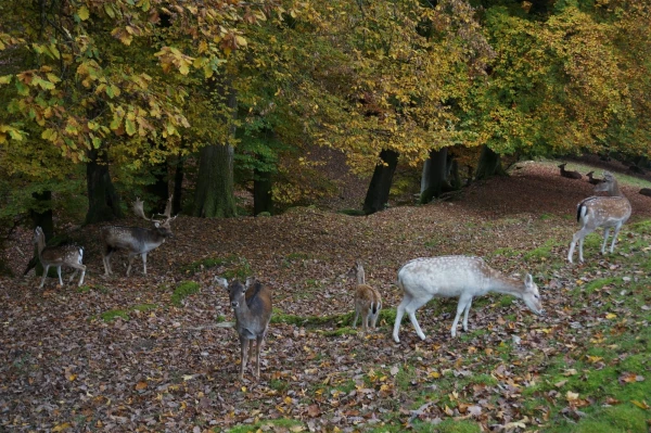 Парк животных Wildpark Heitern