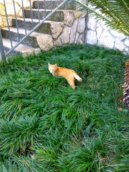 Котик рядом с нашим домом
