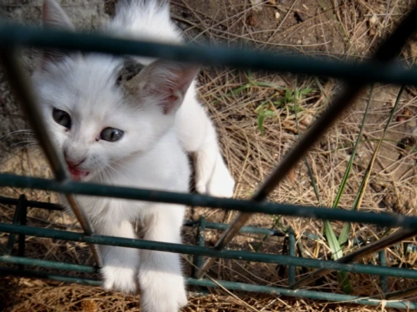 Котенок в Cats House у порта