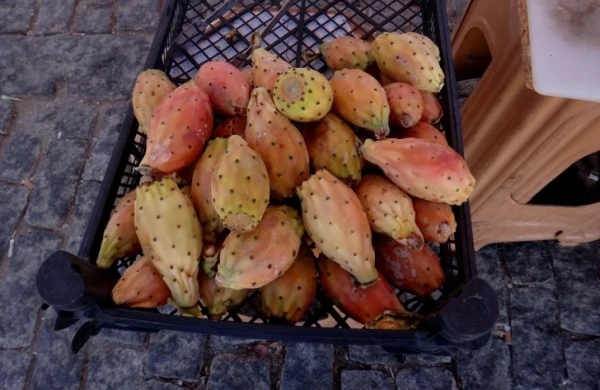 Плоды кактуса