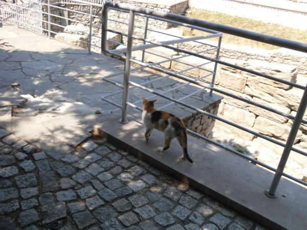 Кошки старого города