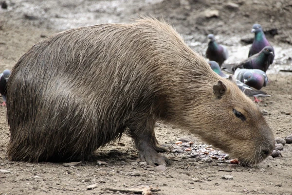 Капиба?ра, или водосви?нка (лат. Hydrochoerus hydrochaeris) — полуводное травоядное млекопитающее из семейства водосвинковых.