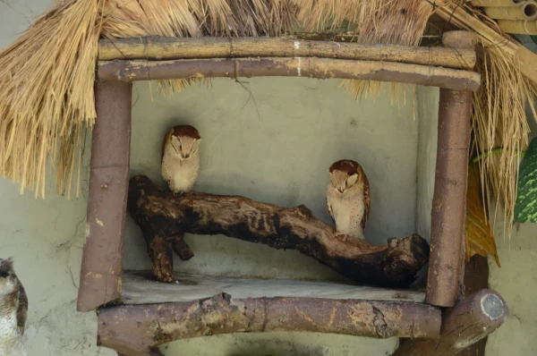 KL Bird Park Kuala-Lumpur Malaysia - парк птиц в Куала-Лумпур Малайзия